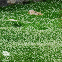 Мшанка шиловидная