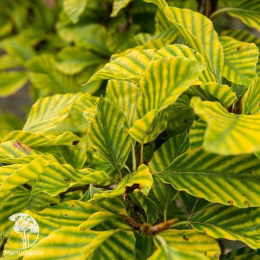 Бук лесной Стриата