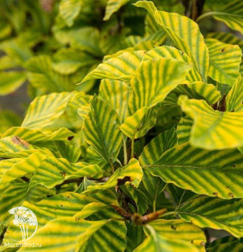 Фото Бук лесной Стриата