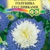 Астра Пампушка голубика со сливками, однолетняя (помпонная) фото 1 