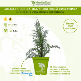 Можжевельник обыкновенный Хиберника
