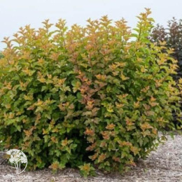 Пузыреплодник калинолистный Хамелеон