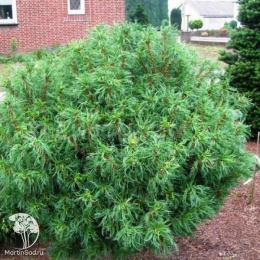 Сосна веймутова Грин Твист