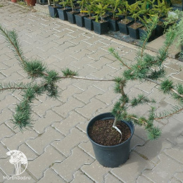 Лиственница европейская Крейчи