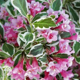 Вейгела цветущая Карикатура