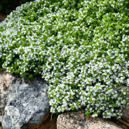 Тимьян ползучий Альбус