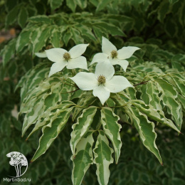 Дёрен коуза Вулф Айс