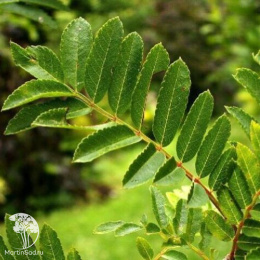 Рябина арнольда Ред Тип