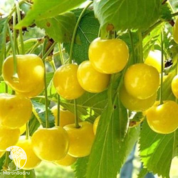 Сверхвыгодный комплект! Черешня Малыш + опылитель черешня Рондо