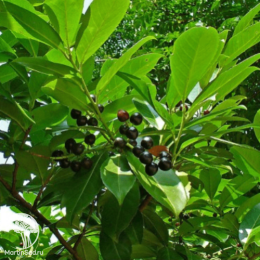 Лавровишня Отто Лукен