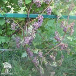 Виноград Русский Конкорд