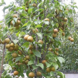 Груша азиатская Секуи