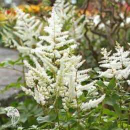 Astilbe arendsii Diamant Астильба Арендса Диамант