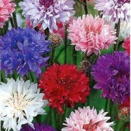 Василек Букетный, синий (смесь)