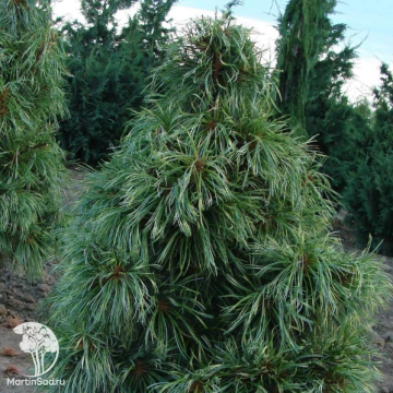 Фото Сосна кедровая корейская Джек Корбит