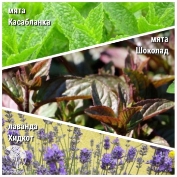 Фото Набор для чая мята Касабланка + мята Шоколад + лаванда Хидкот