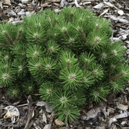 Сосна чёрная Нана Компакта