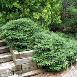 Ель обыкновенная Пумила Нигра