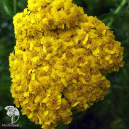 Тысячелистник Десерт Эве Еллоу