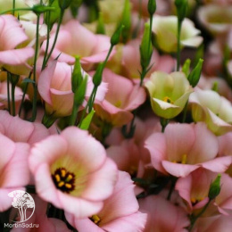 Эустома Твинки розовый F1 (серия Элитная клумба)