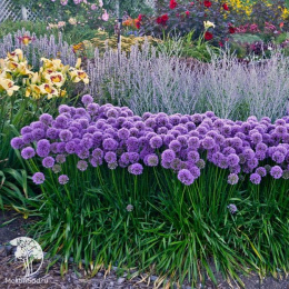 Лук декоративный Миллениум