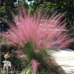 Мюленбергия волосовидная Руби