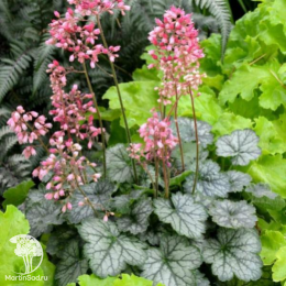 Сверхвыгодный микс! Гейхера Геркулес + Гейхера Литтл Кьюти Пеперминт + Гейхера Берри Смузи