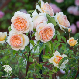 Роза английская парковая Батшеба