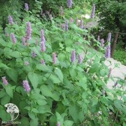 Мята Корейская