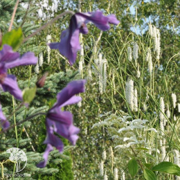 Кровохлебка мелкоцветковая