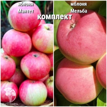 Фото Сверхвыгодный комплект! Яблоня Мантет + опылитель яблоня Мельба