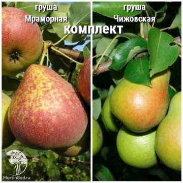 Фото Груша Мраморная + опылитель Груша Чижовская