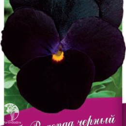 Виола Водопад черный F1 Виттрока (амп.) (Анютины глазки) серия Блэк