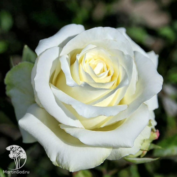 Фото Роза чайно-гибридная Поло