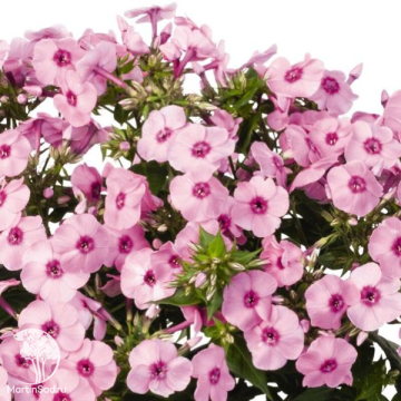 Фото Флокс метельчатый Флейм Про Пинк Поп