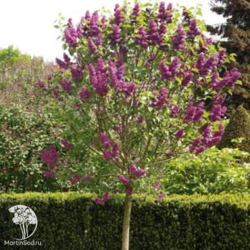 Фото Сирень обыкновенная Людвиг Шпет на штамбе