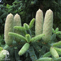 Пихта новогодняя испанская Глаука 60-80 см