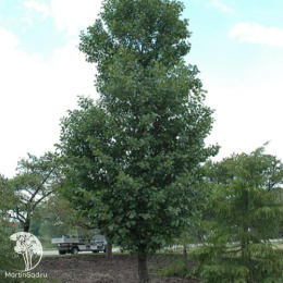 Ольха чёрная Пирамидалис на штамбе