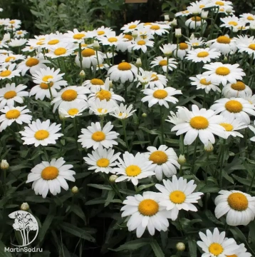 Фото Нивяник Карликовый Мадонна