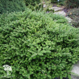 Пихта корейская Панкейк