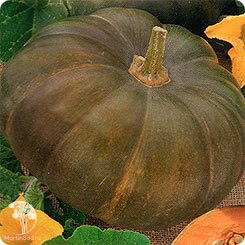 Тыква Малышка