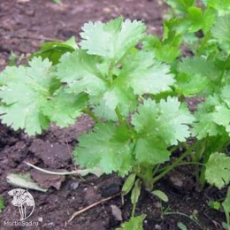 Кориандр Карибе