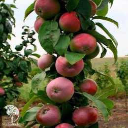 Яблоня с красными вкусными плодами 1