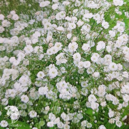 Гипсофила Махровая многолетняя