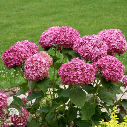 Гортензия Донкер Роуз Аннабель