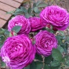 Роза миниатюрная Хайди Клум фото 2 