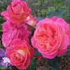 Роза флорибунда Мидсаммэ фото 1 