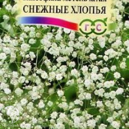 Гипсофила метельч. Снежные хлопья