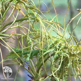 Каштан конский Лациниата