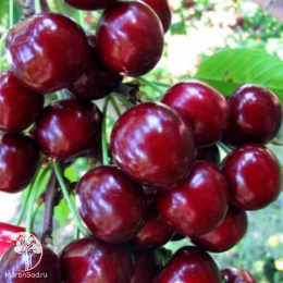Вишня Жуковская (дюк)